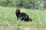 SCHIPPERKE 643